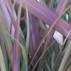 Flax, New Zealand 'Jester'